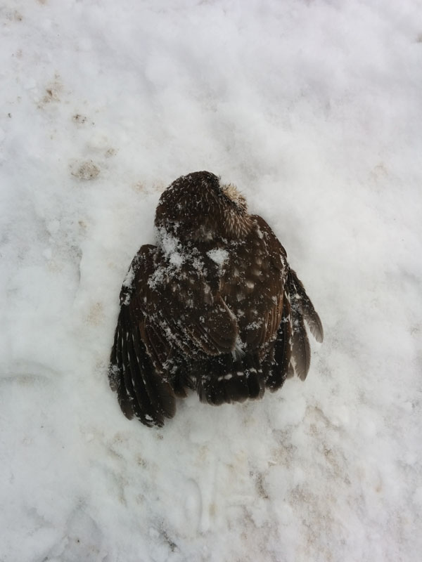 owl01.jpg